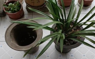 8月份能不能給蘭花換盆，可以更換但不是最佳時期