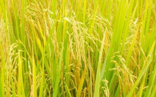 會粳8號水稻種子簡介，全生育期175天左右
