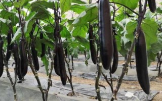茄子的種植方法，選擇適應(yīng)當(dāng)?shù)胤N植的品種