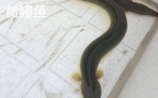 黑鰻魚和黃鰻魚的區(qū)別，顏色存在明顯差異
