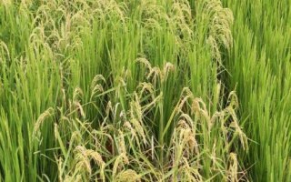 云粳48號水稻種子簡介，全生育期177.6天