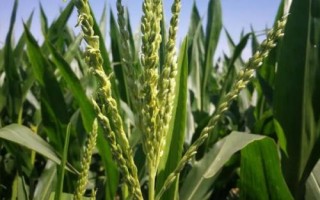 華甜玉8號玉米品種簡介，基肥應(yīng)每畝施100千克