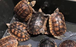 石金錢龜?shù)匿N售方式，都會有人上門進(jìn)行收購