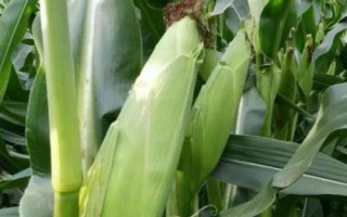 銀海糯1號(hào)玉米品種簡介，玉米抽雄前后注意防治大小斑病