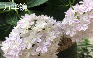 新老枝開(kāi)花的繡球種類(lèi)，常見(jiàn)的有無(wú)盡夏、佳澄等