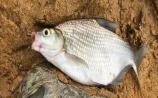 垂釣鳊魚(yú)的適宜深度，0.5-1米的深度較合適