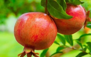 我國石榴主要栽培區(qū)域，我國南北都有栽培