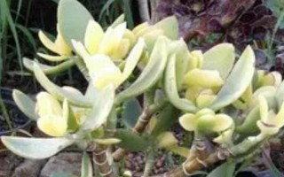 養(yǎng)殖落日之雁的方法，春秋季節(jié)可提供全日照