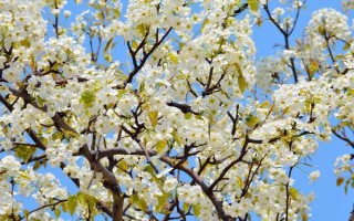梨樹(shù)開(kāi)花時(shí)節(jié)的管理方法，花期噴硼能提高梨樹(shù)的坐果率
