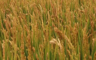 隆晶優(yōu)8129水稻品種簡介，每畝有效穗數(shù)16.4萬
