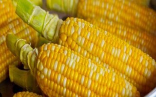 長單551玉米品種的特性，中抗穗腐病