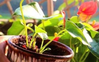 紅掌怎么繁殖，主要途徑為播種育苗