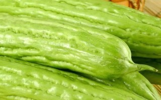 種植苦瓜的時間和方法，北方地區(qū)3-4月份可在棚內(nèi)育苗、長江流域在3月份播種