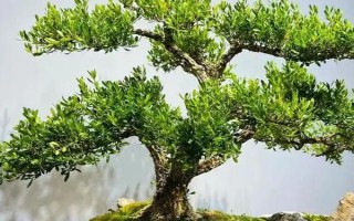 倒賣盆景能掙錢嗎，每年的利潤是很可觀的