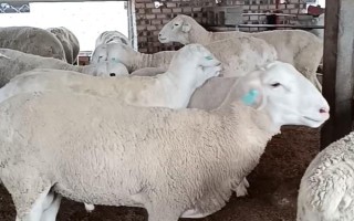 種公羊的飼養(yǎng)管理方法，主要以放牧以及舍飼共同進行