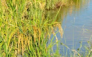 金航油占水稻種子特征特性，晚造平均全生育期115天