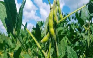 正綠毛豆1號大豆種子介紹，生育期間及時鏟趟