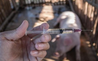 母豬低溫適合打什么針，腎上腺素、樟腦磺酸鈉均可使用