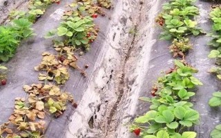草莓種子如何種植，開花與漿果生長初期要分別灌水1次