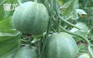 厚皮甜瓜品種，這幾個(gè)品種的瓜肉厚度達(dá)到4厘米