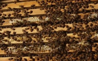 怎么用螨威雙甲脒溶液治蜂螨，兌水后直接噴施蜂脾即可