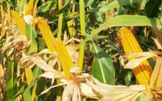 河農(nóng)青貯256玉米種子特征特性，高抗禾谷鐮孢莖腐病