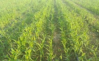 谷子的種植管理技術(shù)，先曬種再浸種