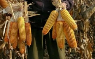倍多收619玉米品種簡介，生育期107天左右