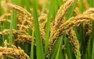 瀘優(yōu)578水稻種子介紹，全生育期126天左右 