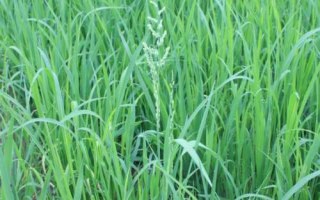 瑞兩優(yōu)088水稻種子特征特性，全生育期134.1天