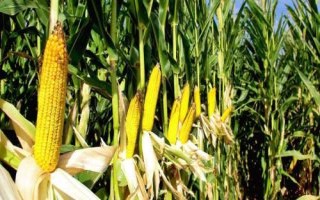 銀玉439玉米種子介紹，每畝適宜種植密度5500株