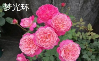 花開(kāi)的多又抗病的月季品種有哪些，黃從容和夢(mèng)光環(huán)選的較多