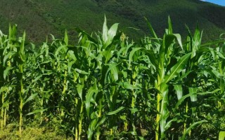 吉農(nóng)糯111玉米品種的特性，4月下旬至5月上旬播種