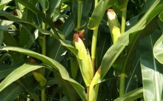 云合9號玉米種子特點，每畝用15公斤尿素
