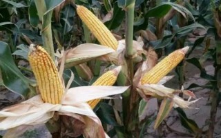 倍多收619玉米品種簡介，生育期107天左右