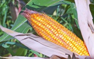 勻粒4號(hào)玉米種簡(jiǎn)介，中抗大斑病