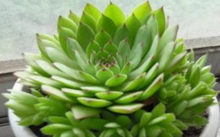 觀音蓮側(cè)芽的種植方法，截取后晾干并涂抹生根粉、再固定至土壤中