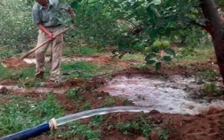 對果樹使用未腐熟的有機肥有何害處，容易灼傷根系引發(fā)蟲害
