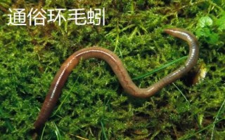 手碰到蚯蚓會(huì)不會(huì)感染寄生蟲(chóng)，一般不會(huì)
