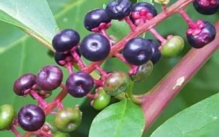 商陸的花語(yǔ)，寓意情意綿綿