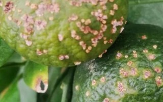 柑橘煤污病的發(fā)病特點(diǎn)，在葉片、枝梢及果實(shí)的表面有黑色的煤污斑