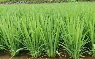 袁兩優(yōu)1000水稻種子介紹，秧田播種量每畝15公斤