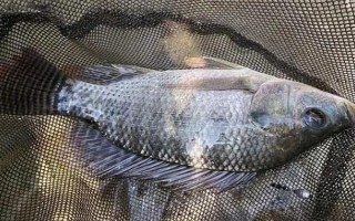 羅非魚的價格，因規(guī)格、地區(qū)等條件而異