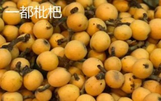 福建省福州市的水果特產有哪些，包括青山龍眼、一都枇杷、福州橄欖等種類