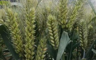 龍麥72小麥種簡(jiǎn)介，出苗至成熟生育日數(shù)90天左右