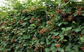 樹莓樹長什么樣子，為直立灌木且葉柄較長