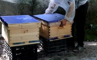 人工分蜂的技巧，需盡量用新工蜂和封蓋子脾組建新蜂群