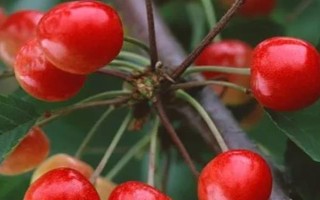 櫻桃樹如何修剪，可選擇在每年春季萌芽前進(jìn)行