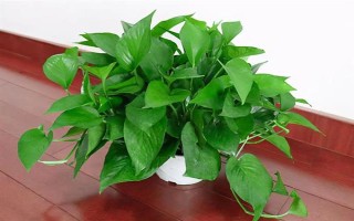 綠蘿葉子發(fā)黑怎么辦，光線強的時候需要適當遮陰