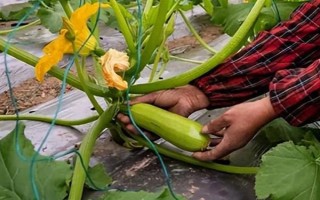 大棚西葫蘆化瓜是什么原因，可能是授粉不良所致